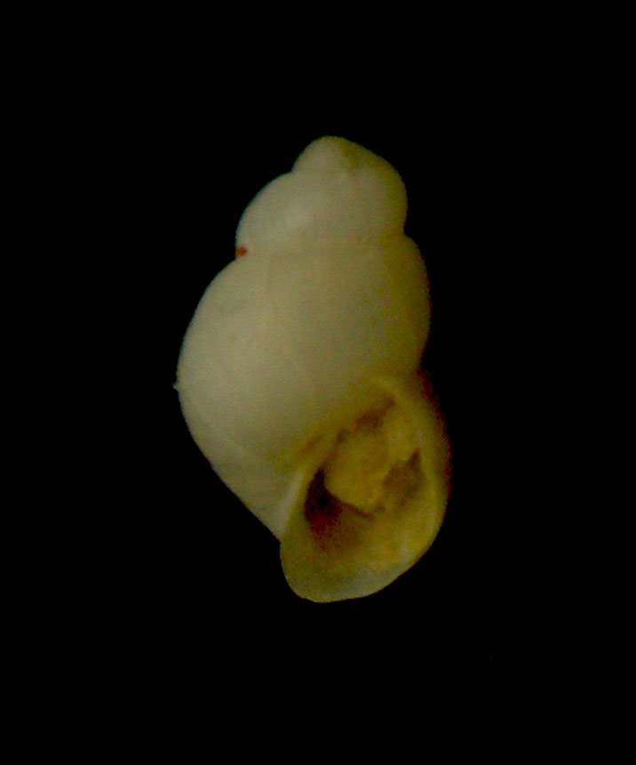 Odostomia megerlei